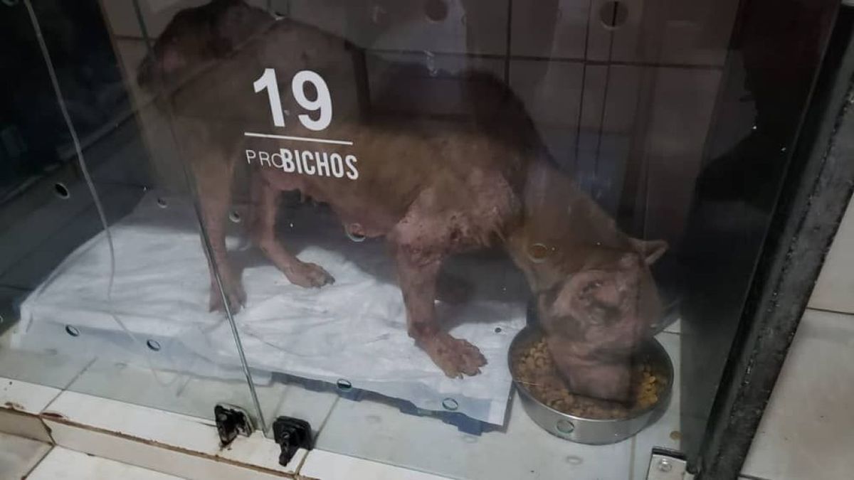 Pitbull atacado por urubus é resgatado com ferimentos profundos no corpo