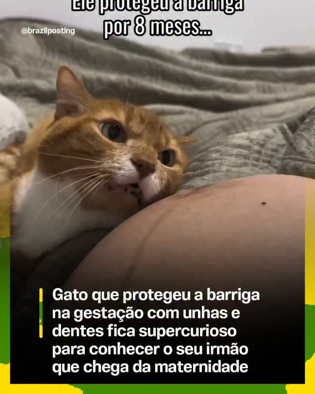 Gato que protegeu barriga na gravidez fica curioso com bebê recém-nascido