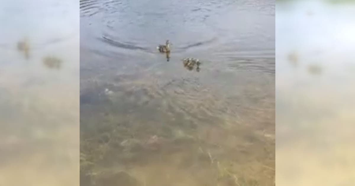 Michigan animal control saves wayward ducklings, immediately welcomed by mama duck