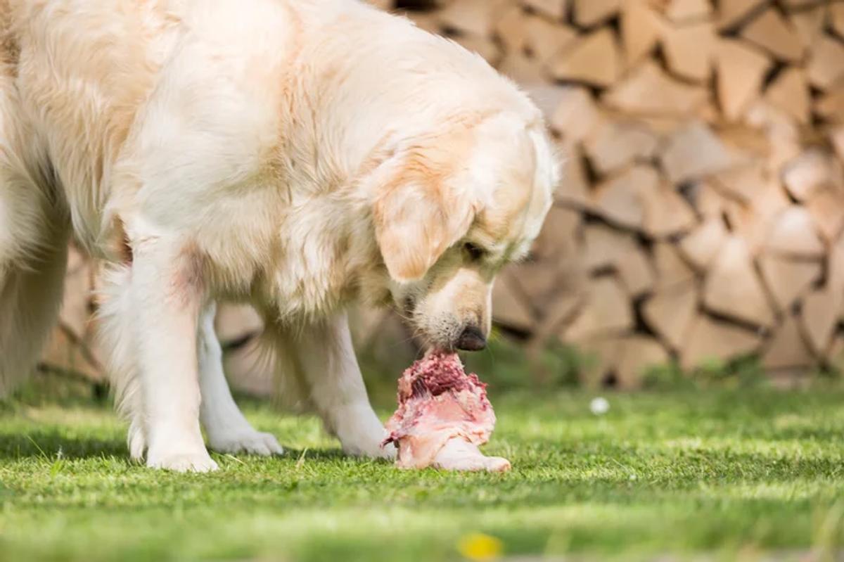 Cachorro pode comer carne crua? Riscos e cuidados essenciais