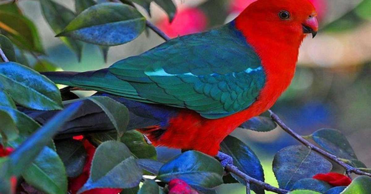O relacionamento dos animais do sexo masculino com os seus filhotes