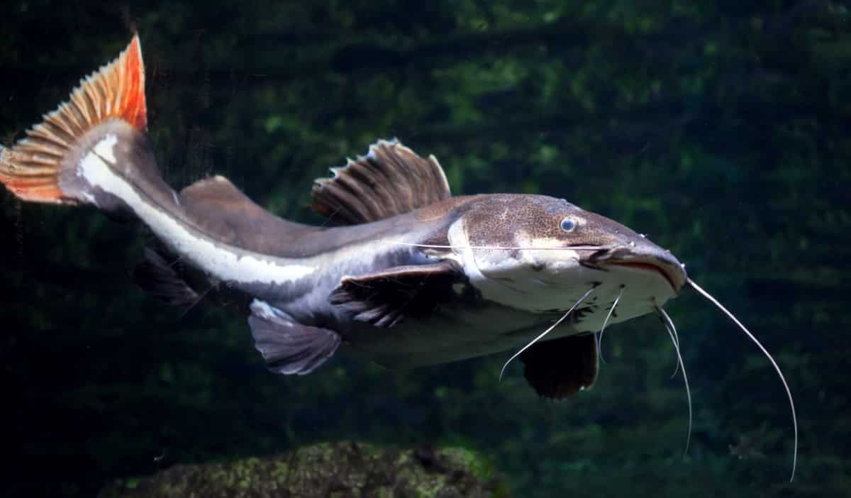 Pirarara: tudo sobre essa espécie de peixe