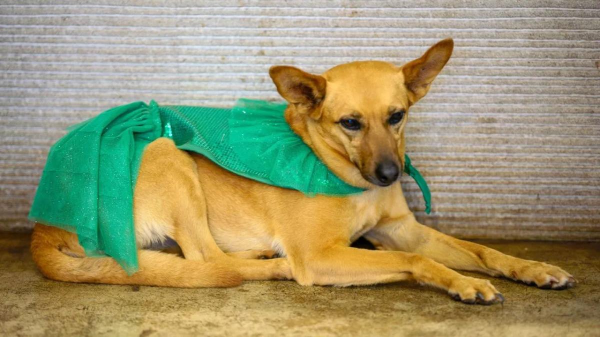 Cachorrinha 'Piriguete' vira destaque no desfile de 7 de Setembro em Martinho Campos