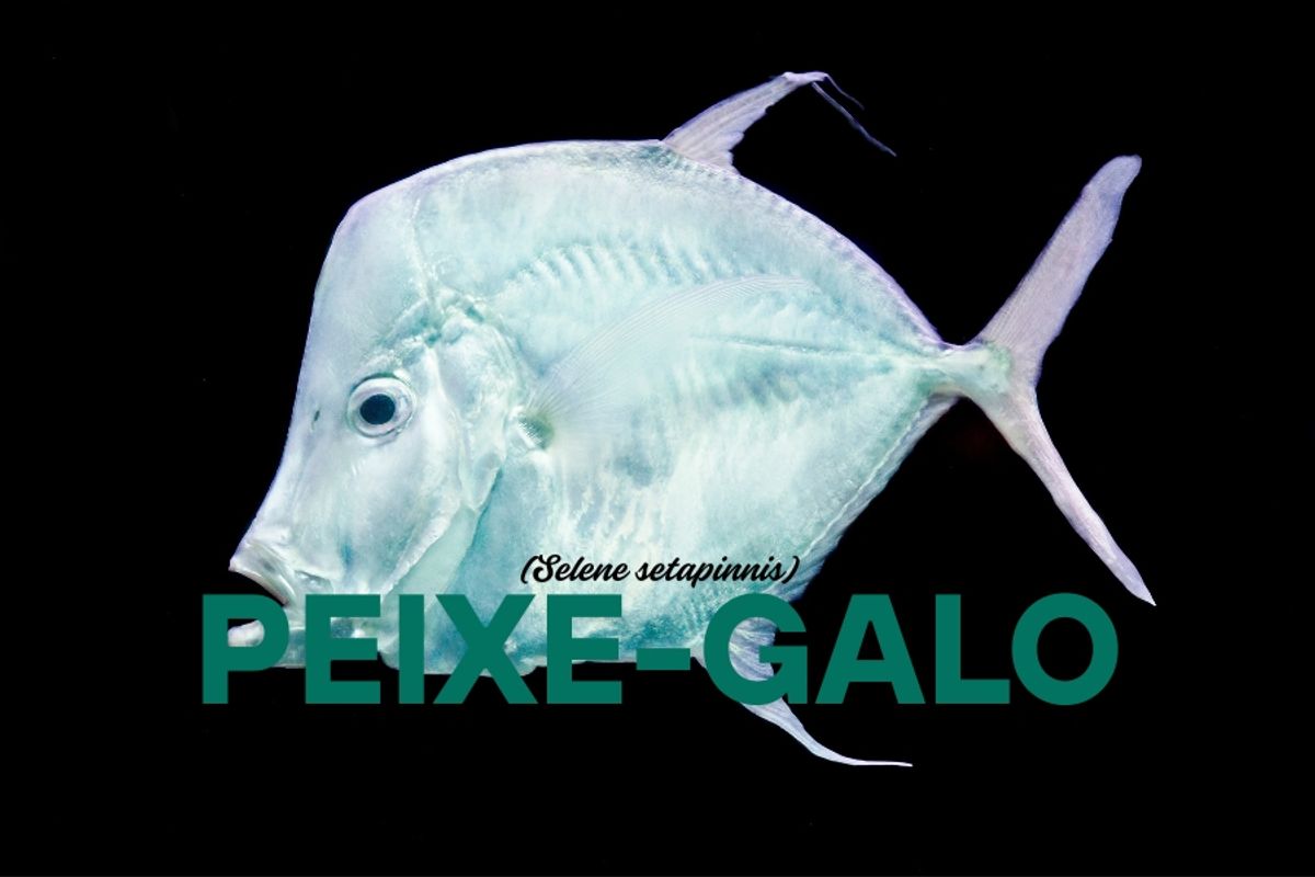 Peixe-Galo: características, habitat, reprodução e mais