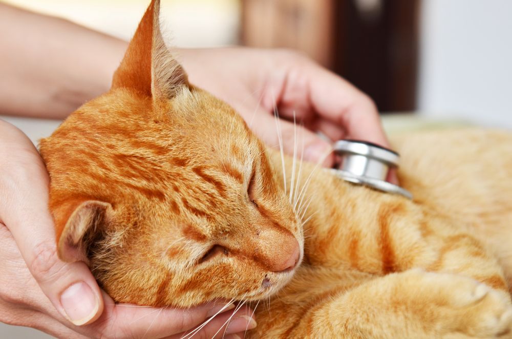 Asma Felina: Causas, Sintomas E Como Cuidar Do Seu Gato