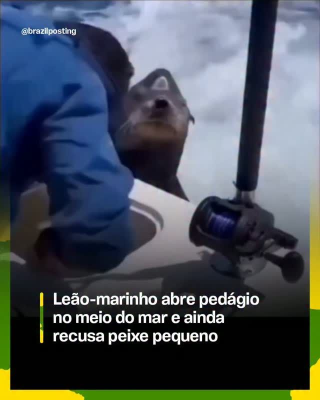 Leões-marinhos realmente abordam barcos e pedem comida, comportamento documentado