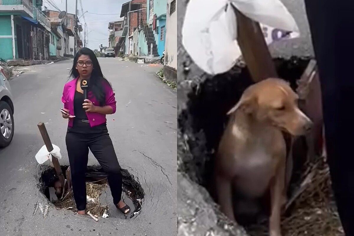 Durante reportagem, repórter é surpreendida com aparição de vira-lata caramelo