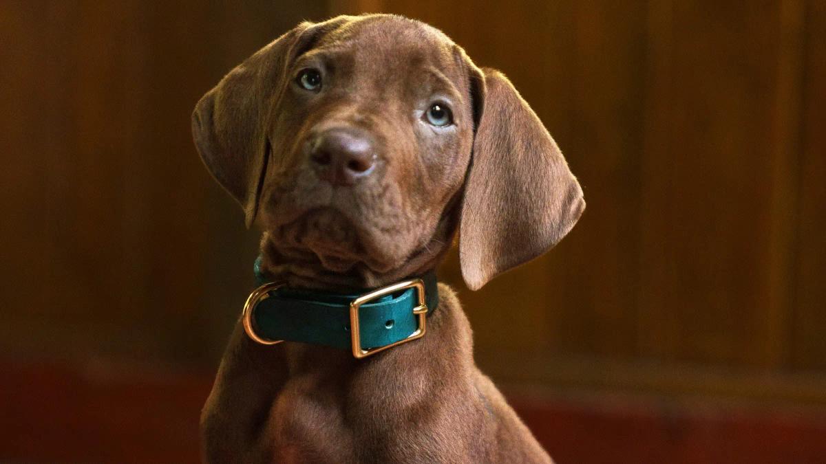 Scooby-Doo: A Origem | Netflix revela primeira imagem da série live-action