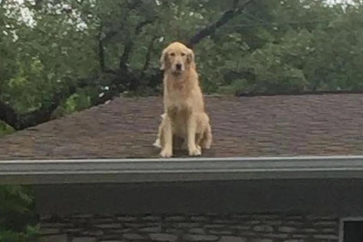 Mulher instala placa para explicar por que cachorro só fica no telhado