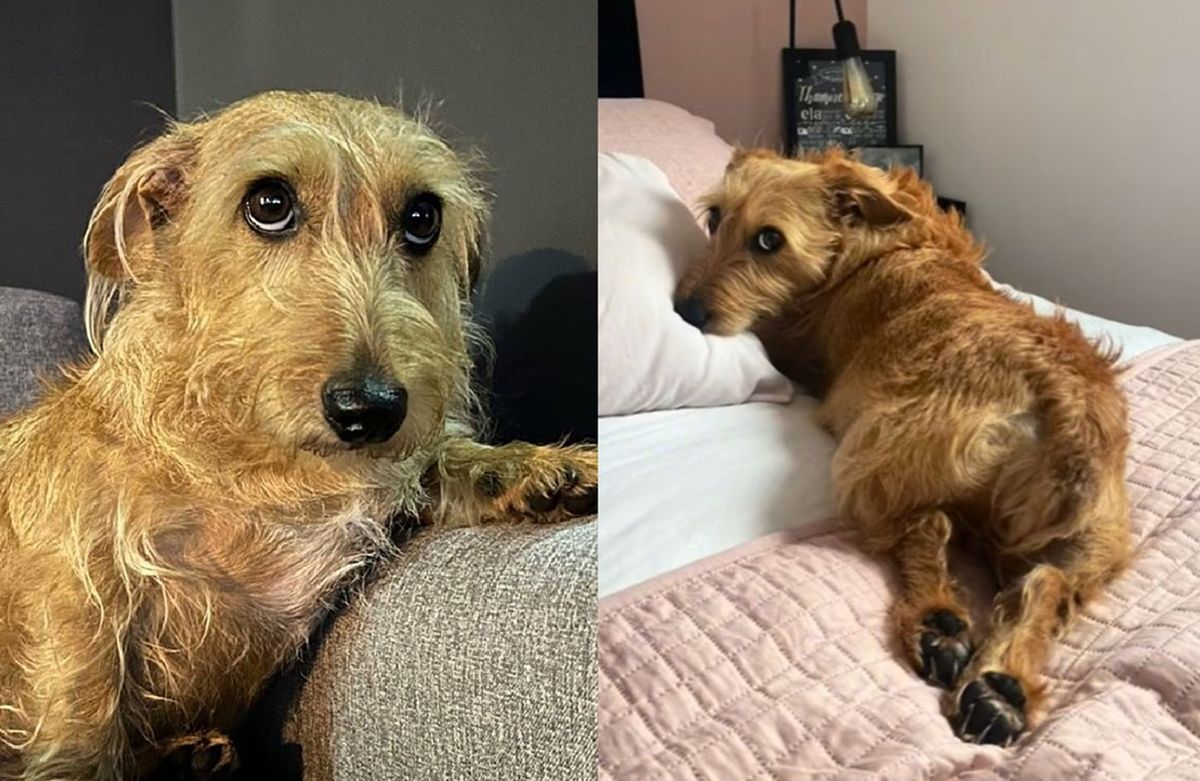 Fiapo de manga: após o vira-lata caramelo, conheça o cachorro que conquistou a internet
