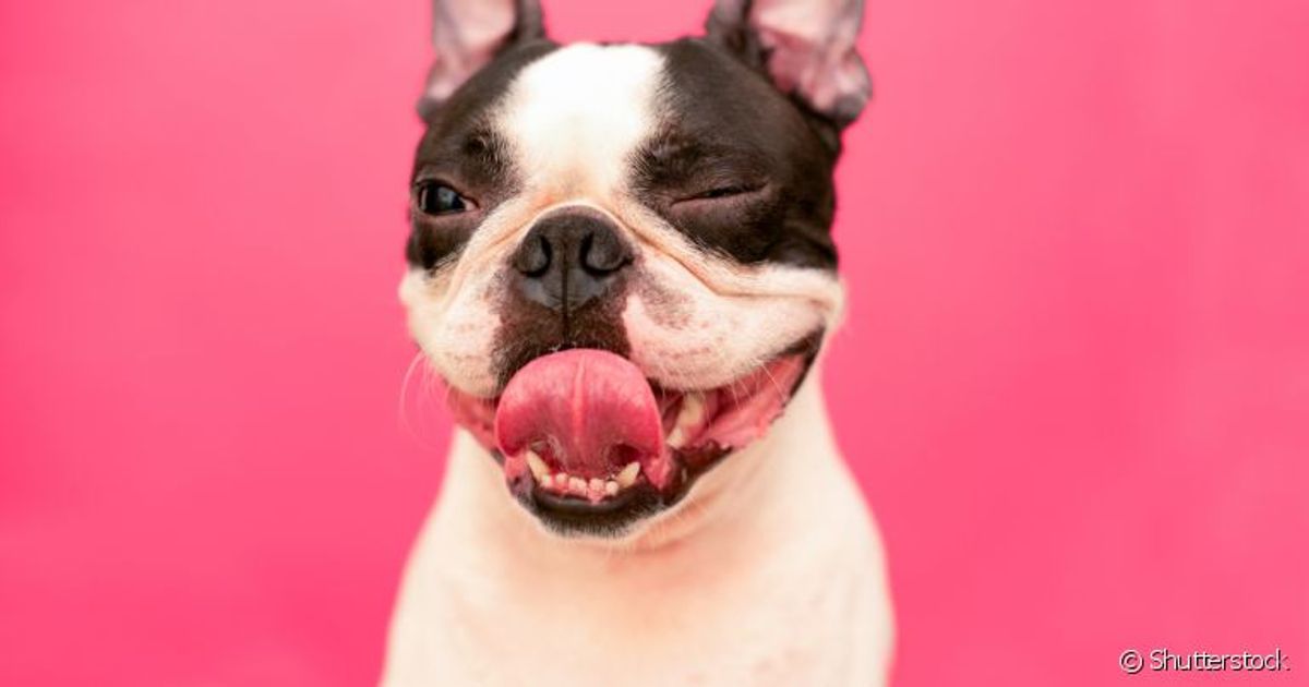 8 memes de cachorro para alegrar seu dia