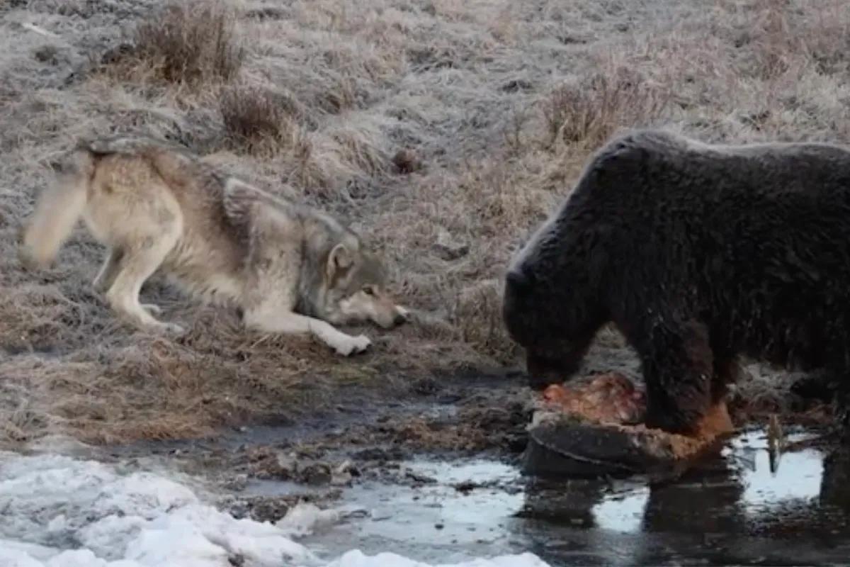 WATCH: Playful Wolf Just Wants a Teeny Bite of a Grizzly's Meal
