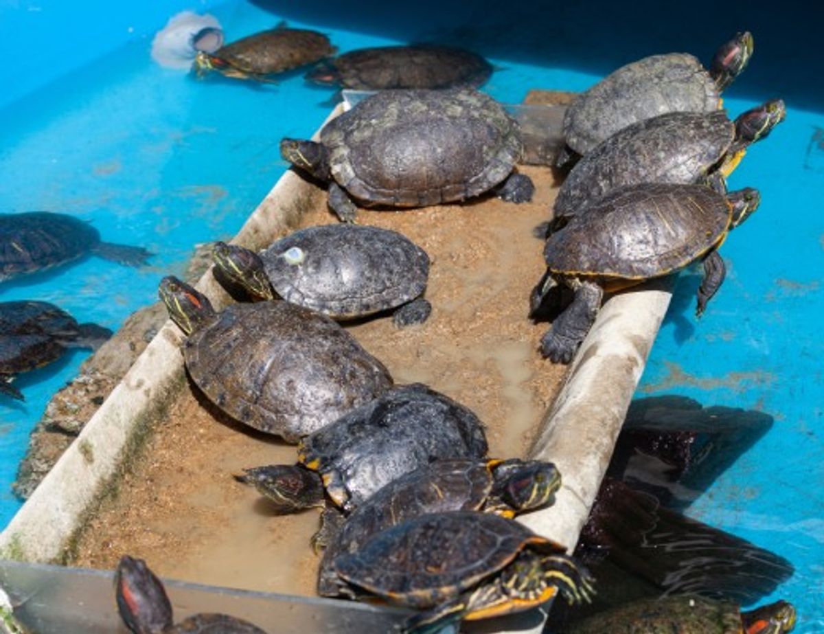 Tartarugas, jabutis e cágados: entenda o mundo dos quelônios