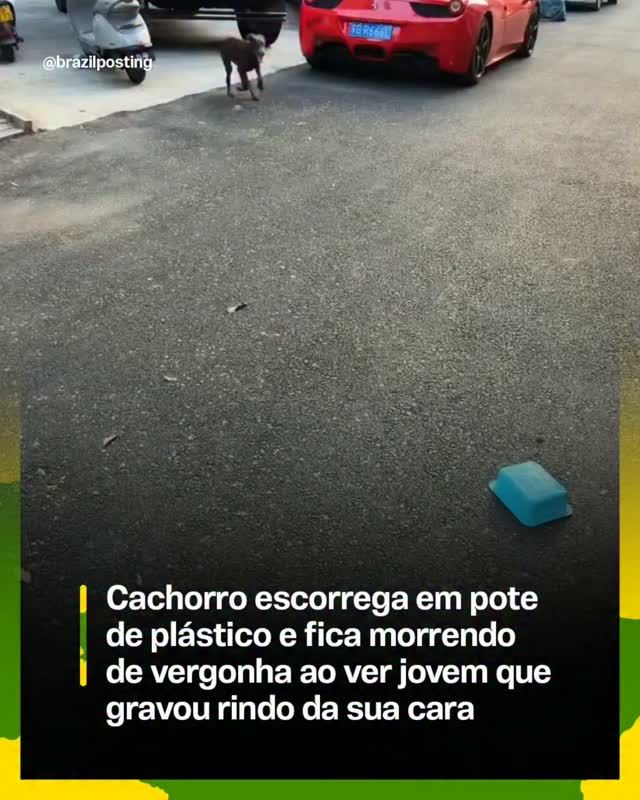 Cachorro não sente vergonha, mas tem medo: o que explica aquele rosto arrependido