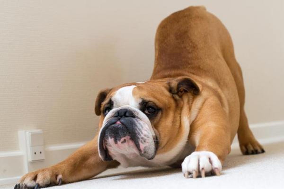 Linguagem dos cães - corpo, expressões e sons