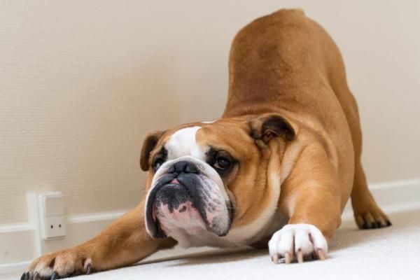 Linguagem dos cães - corpo, expressões e sons