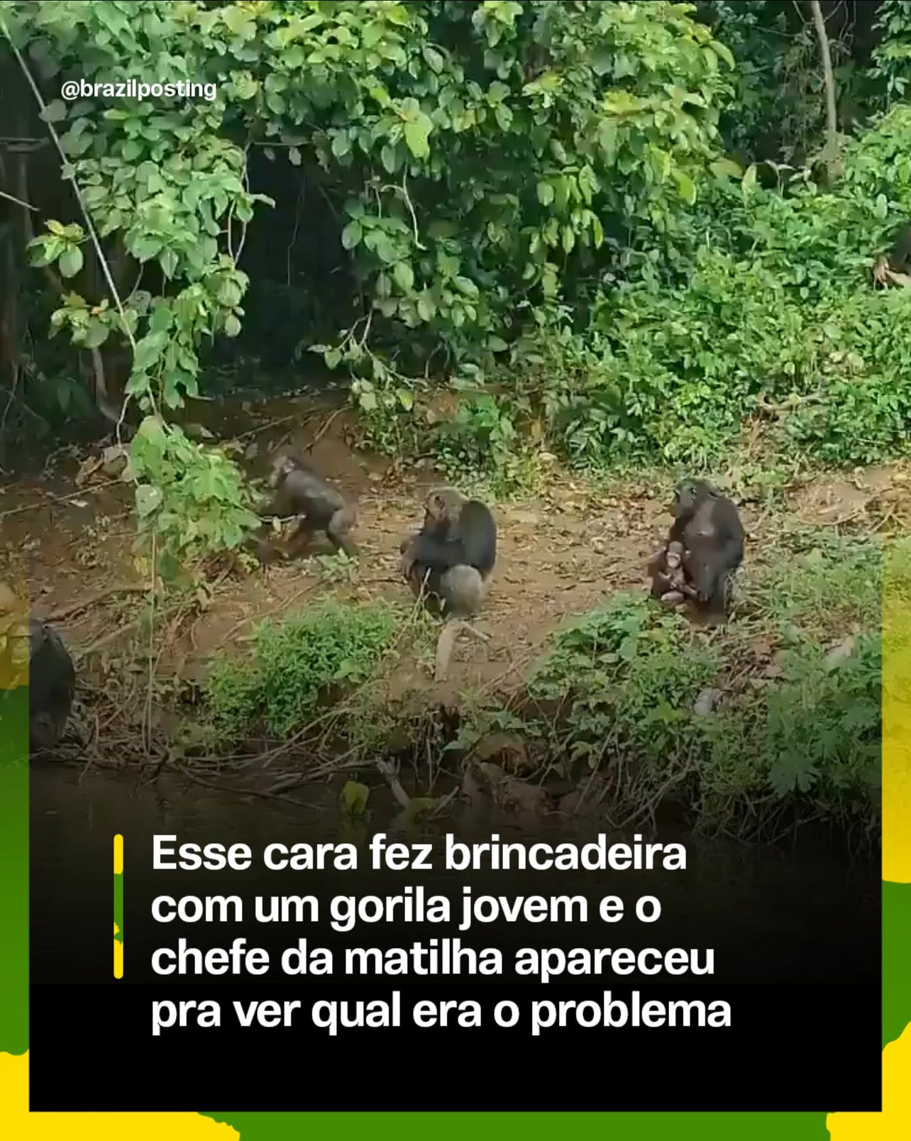 Quando macho dominante entra em cena: a função real do líder em grupos de chimpanzés e gorilas