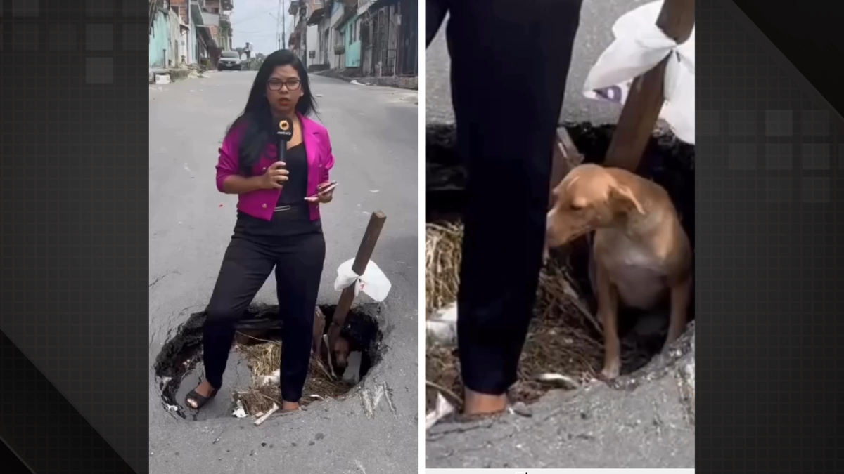 Cachorro caramelo 'surge' de buraco e repórter se surpreende