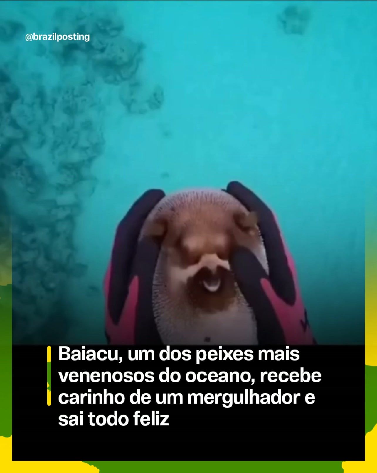 Baiacu com corpo inflado em tom avermelhado contra fundo azul-turquesa do oceano, com olhos e boca visíveis