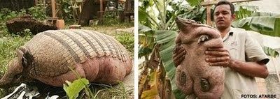 Tatu com obesidade mórbida é encontrado em Eunápolis