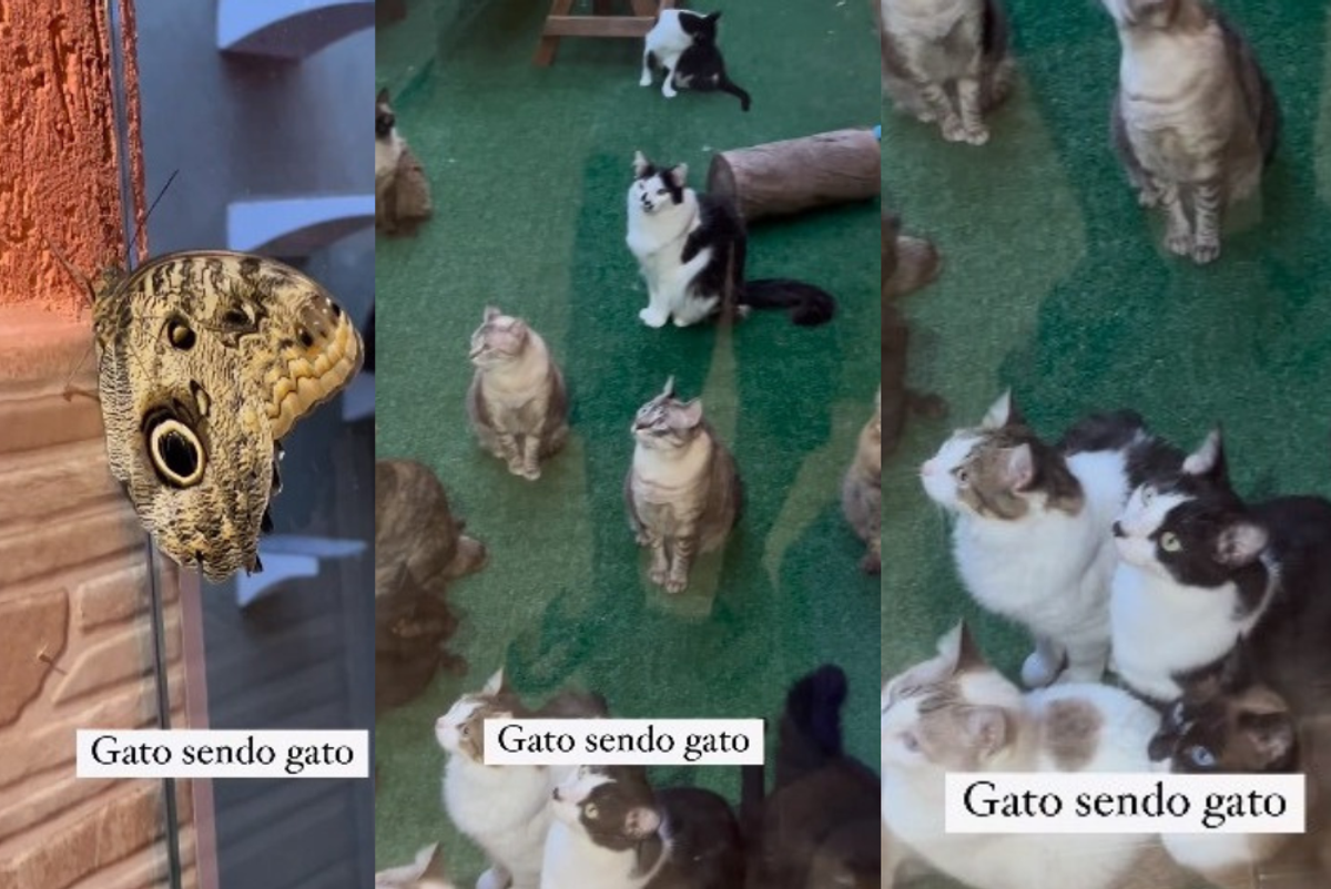 Tutor mostra a reação de seus gatos 'caçadores' quando uma borboleta entra em casa