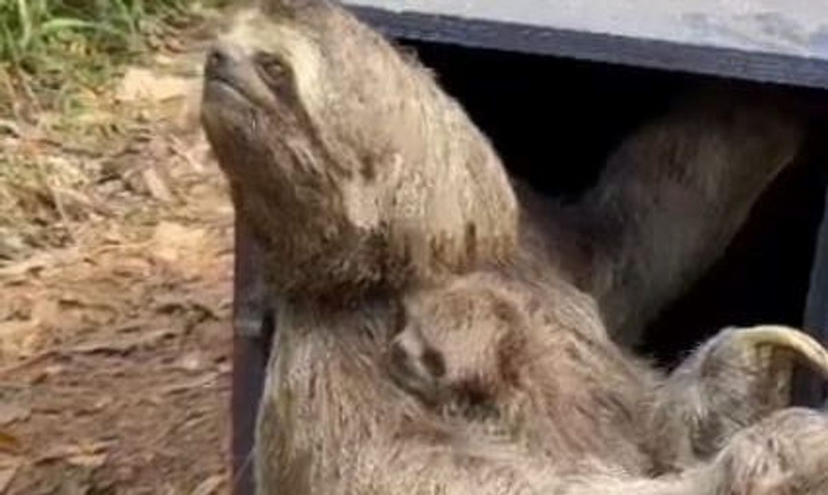 Mãe e filhote de bicho-preguiça são resgatados após queda no Parque do Pedroso