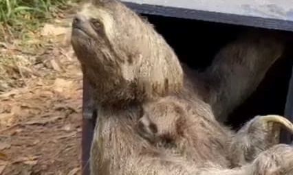 Mãe e filhote de bicho-preguiça são resgatados após queda no Parque do Pedroso