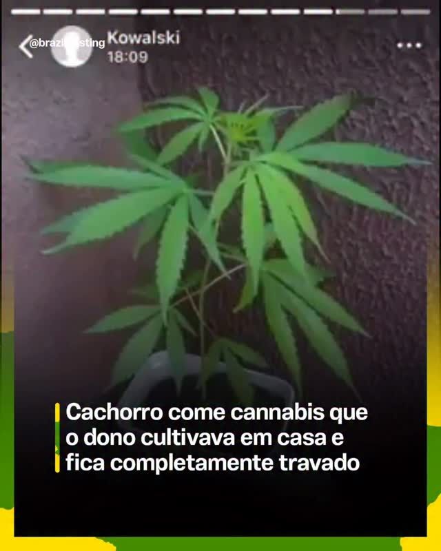 Cachorro que ingeriu cannabis do dono fica desorientado: riscos para pets