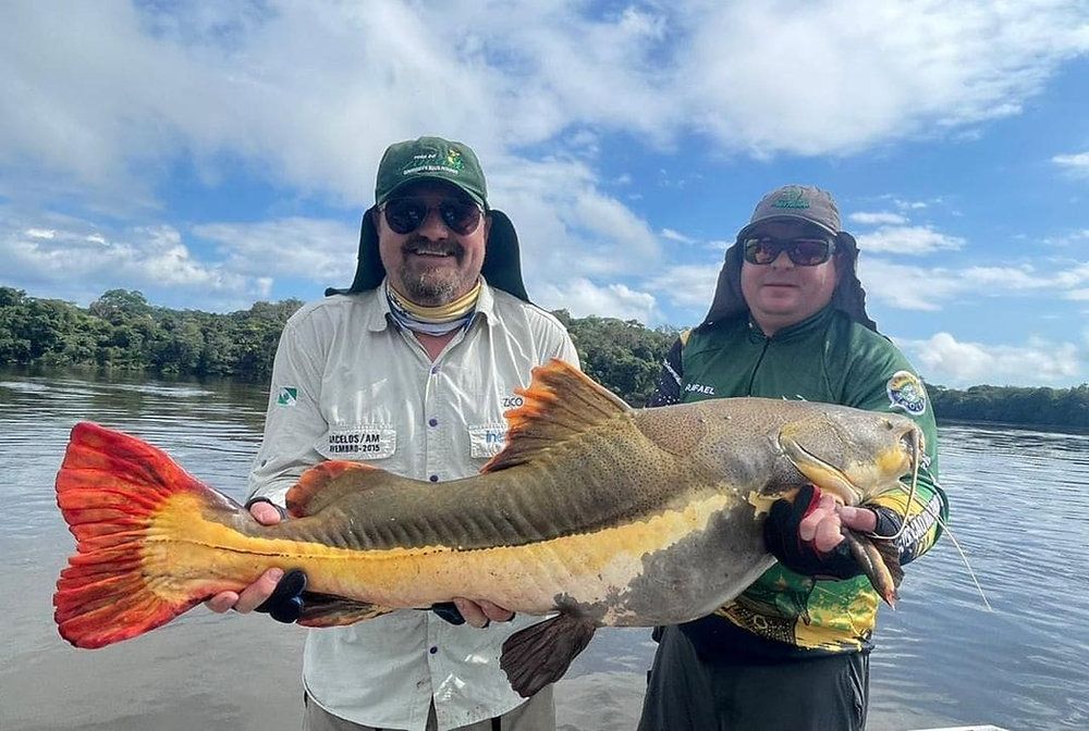 Conheça a Pirarara do Alto Rio Trombetas