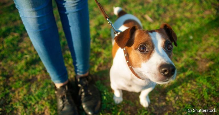 Cachorro ansioso no passeio: como resolver