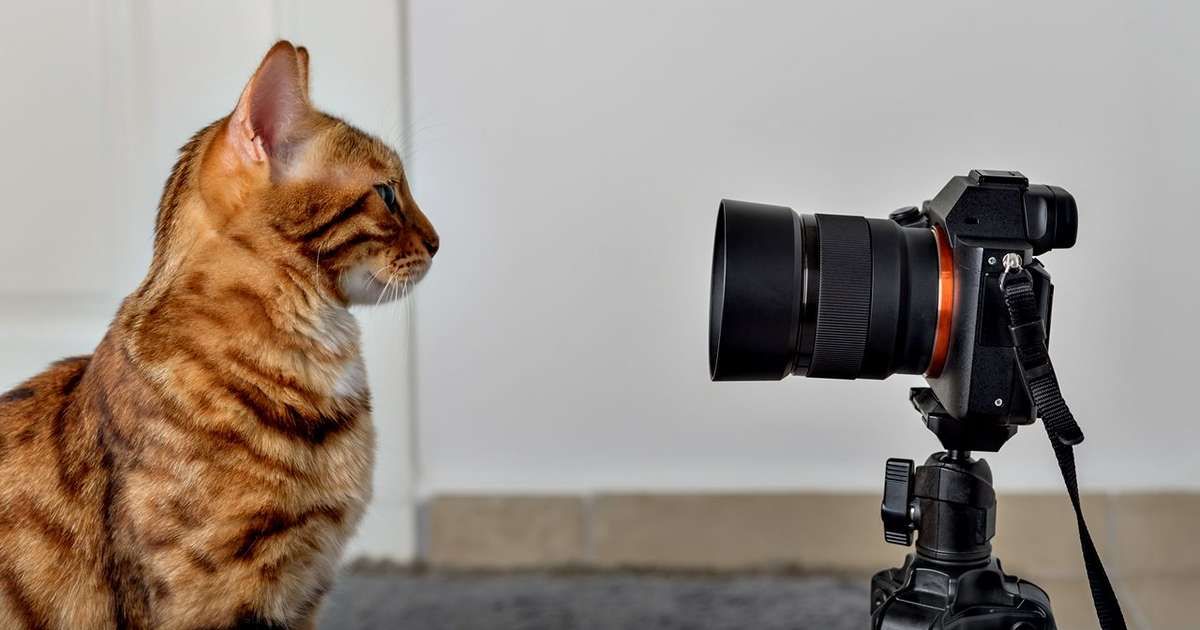 Por que vídeos de gatinhos na Internet nos acalmam e alegram?