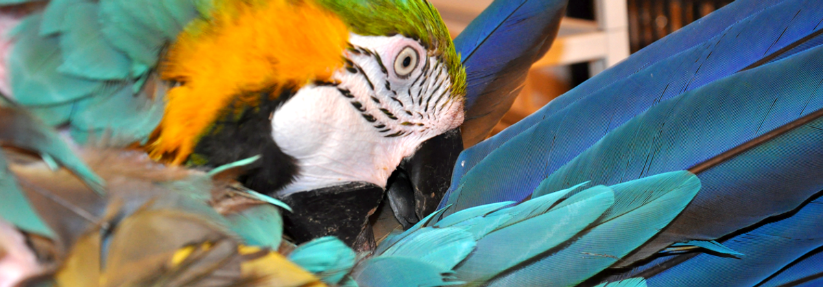 Alguns problemas comportamentais em Aves (Psitacídeos)