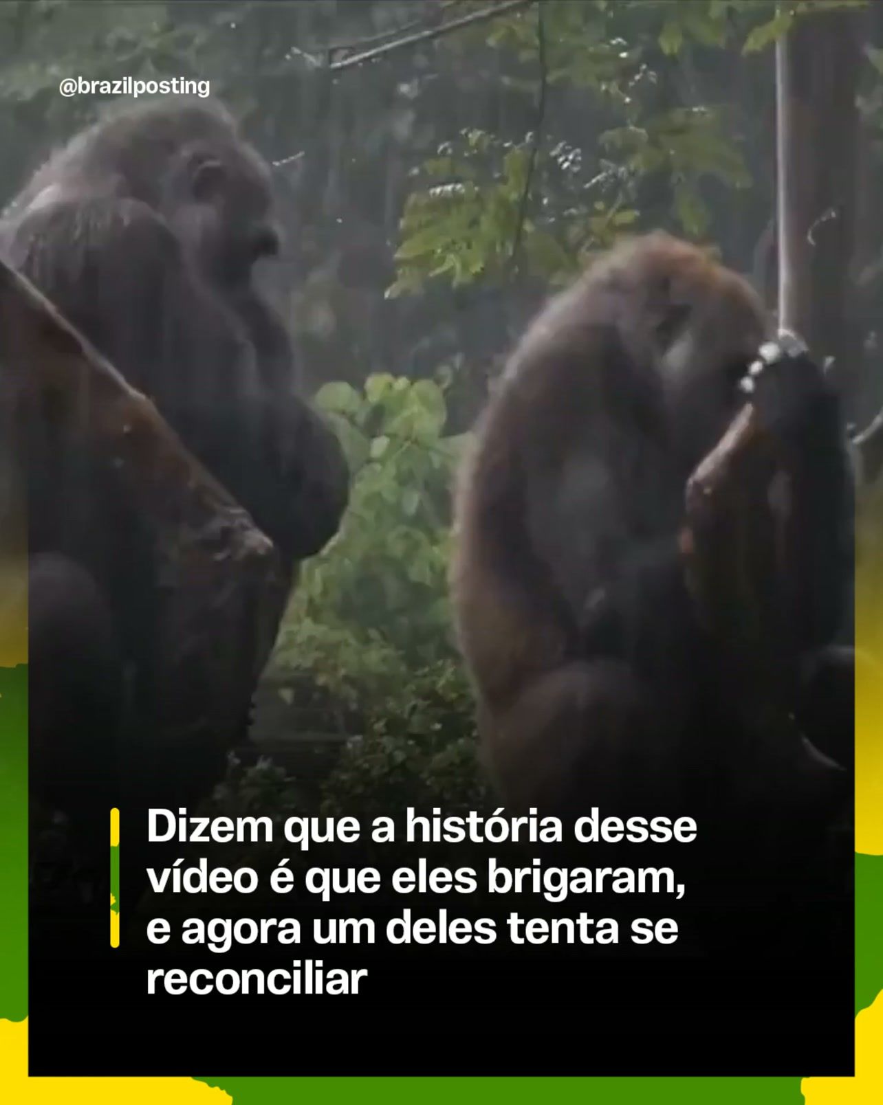 Gorila provocador e amigo irritado: o vídeo que mostrou a dinâmica universal da amizade