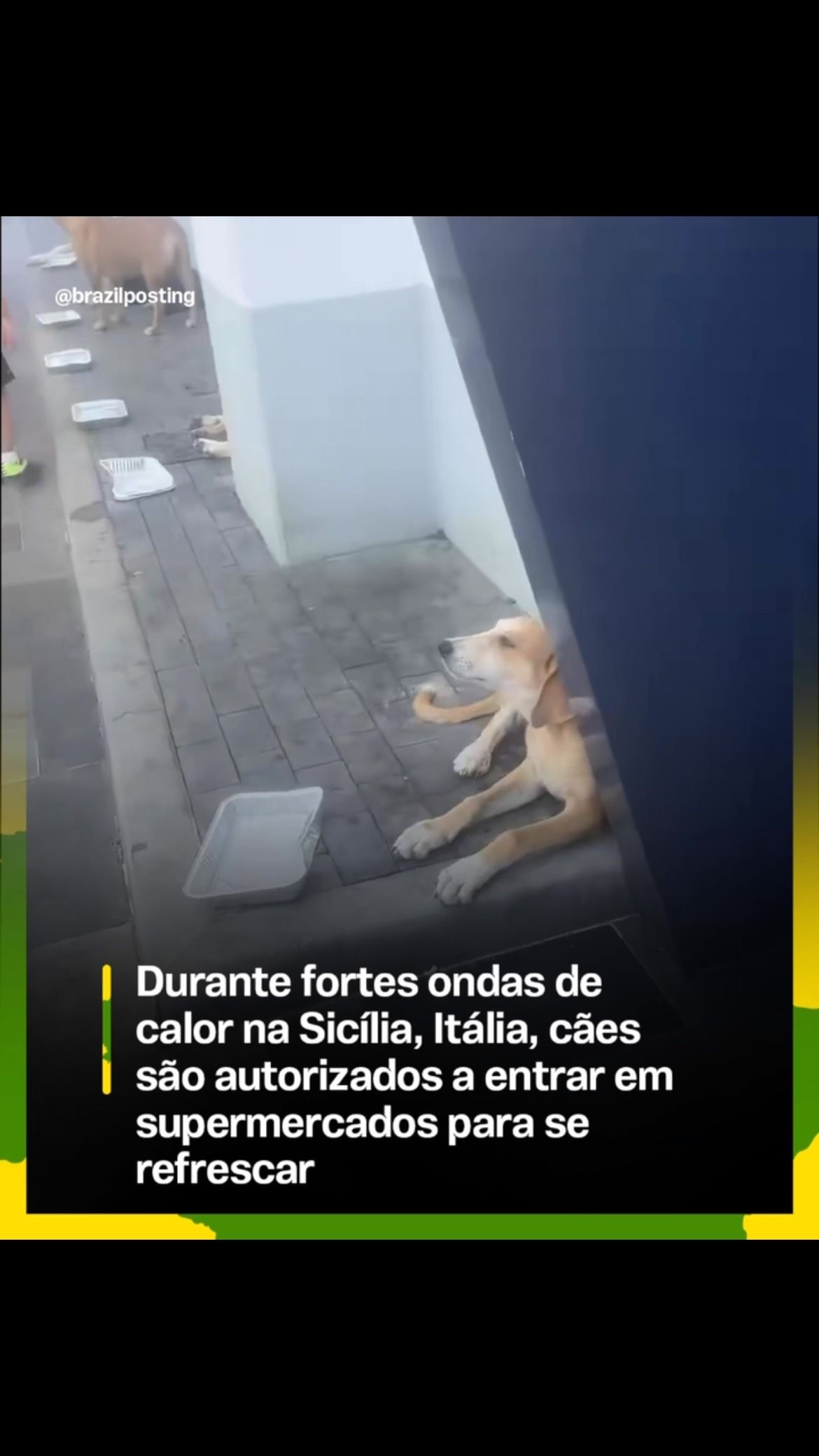 Cachorro caramelo deitado no piso cinzento de um supermercado climatizado, visto de perto do lado direito do quadro, com corredor e prateleiras desfocadas ao fundo.