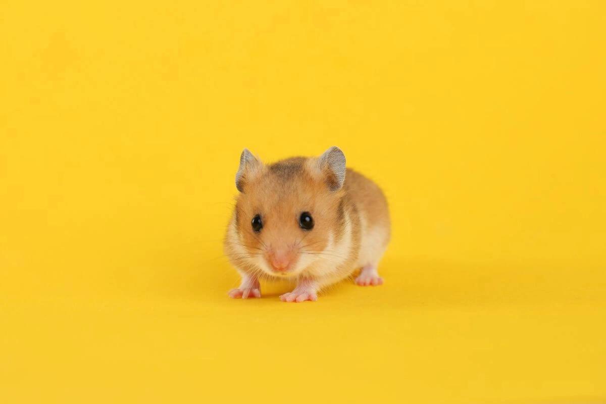 Hamster: 7 curiosidades sobre esse roedor