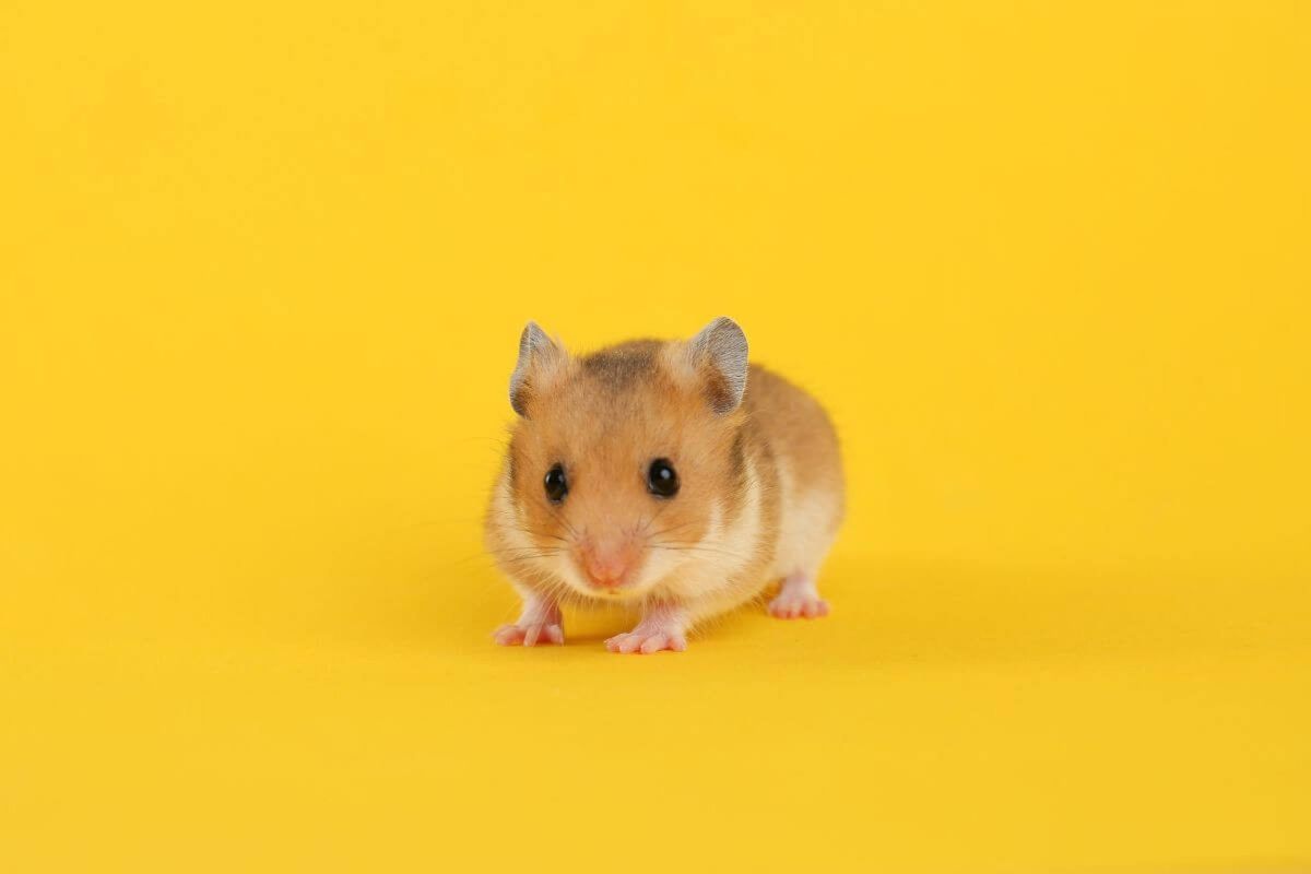 Hamster: 7 curiosidades sobre esse roedor