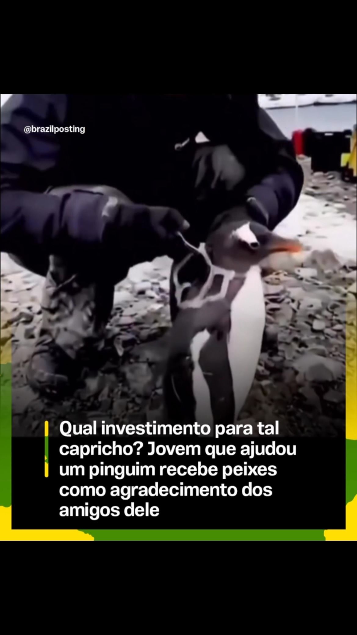 Pinguins realmente retribuem favores com peixes? O que a ciência diz