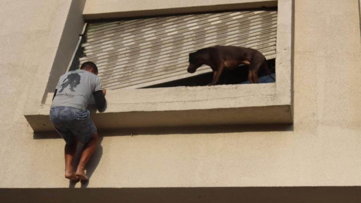 Entregador resgata cachorro preso para fora de janela de prédio em Curitiba