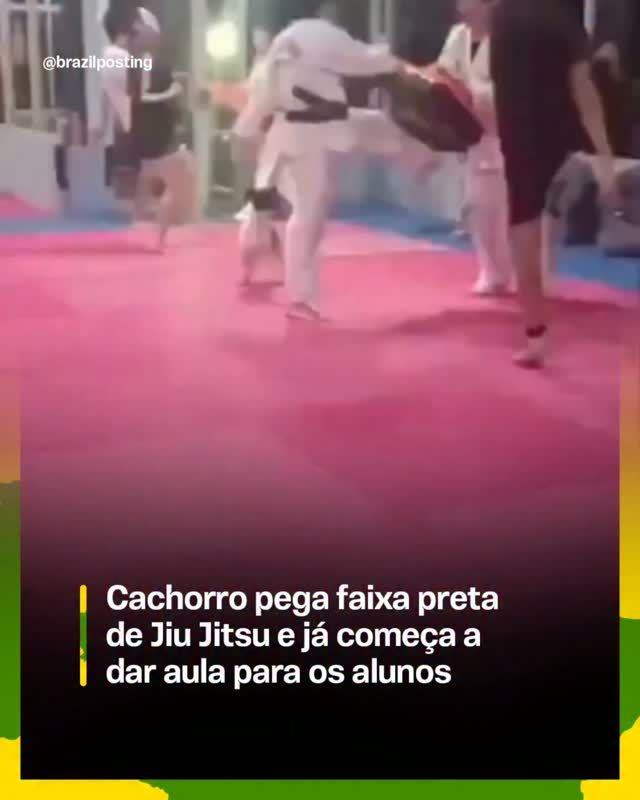 Cão branco interagindo com pessoas em tatame rosa durante aula, com outros alunos ao fundo observando.