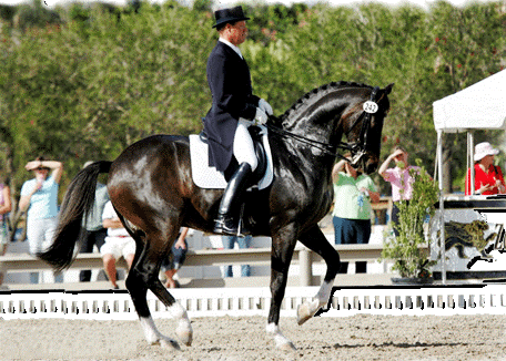 Biomecanica do Cavalo