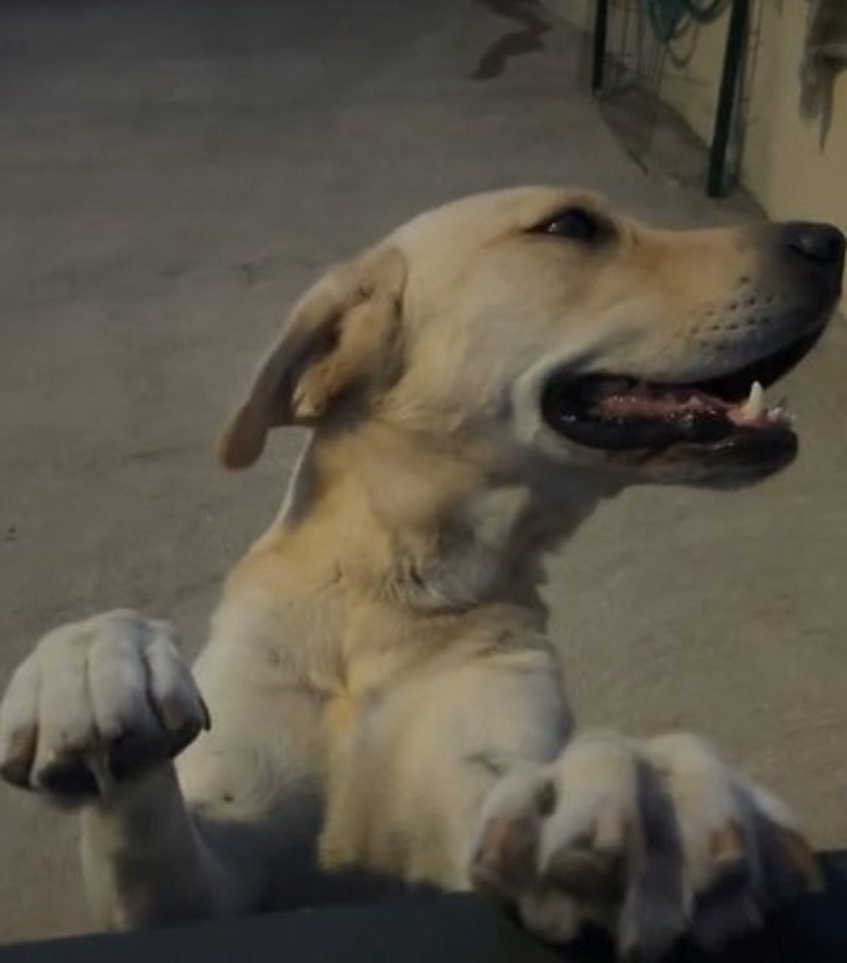 VÍDEO: Cachorro caramelo fica envergonhado ao receber elogios