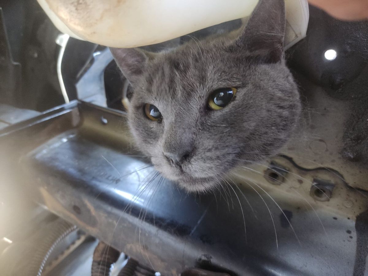 Gato preso em motor de carro mobiliza oficina e Corpo de Bombeiros em Garça