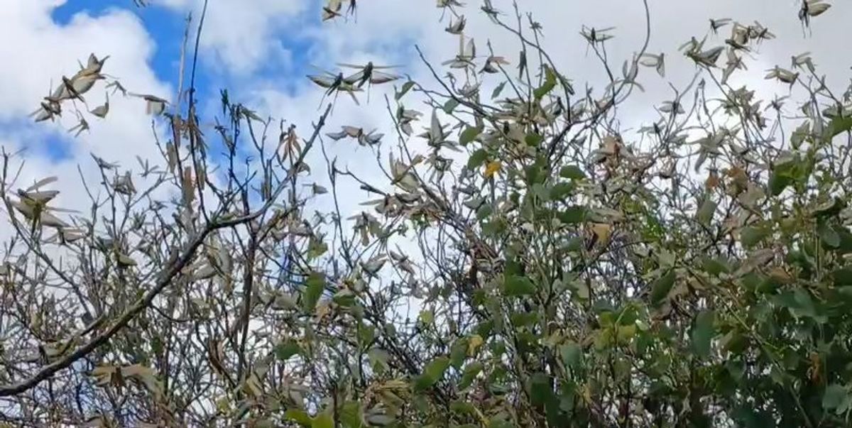 Vídeo: Moradores registram infestação de gafanhotos no povoado de Taboca