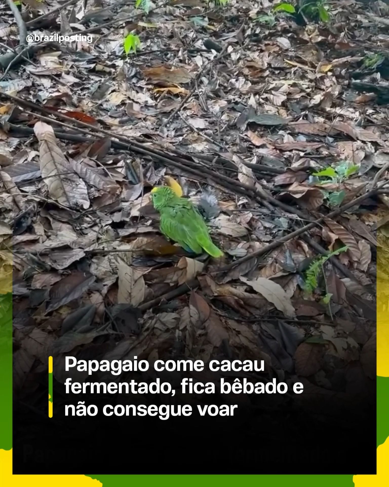 Pa pagaio fica bêb ado após comer cacau ferment ado em Rondônia: o fenômeno é real e tem explicação científica