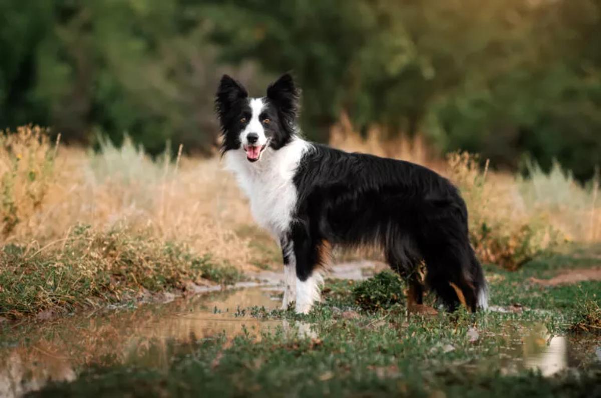 Border Collie 🐾 | Características & Cuidados | zooplus Magazine