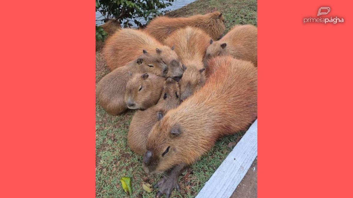 Frio? Elas se abraçam! Capivaras se juntam em Cuiabá para espantar a friagem
