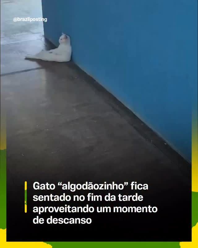 Gatos descansam muito à tarde: sim, é comportamento natural da espécie