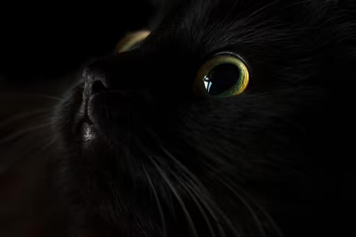 Entenda a origem do preconceito contra gatos pretos