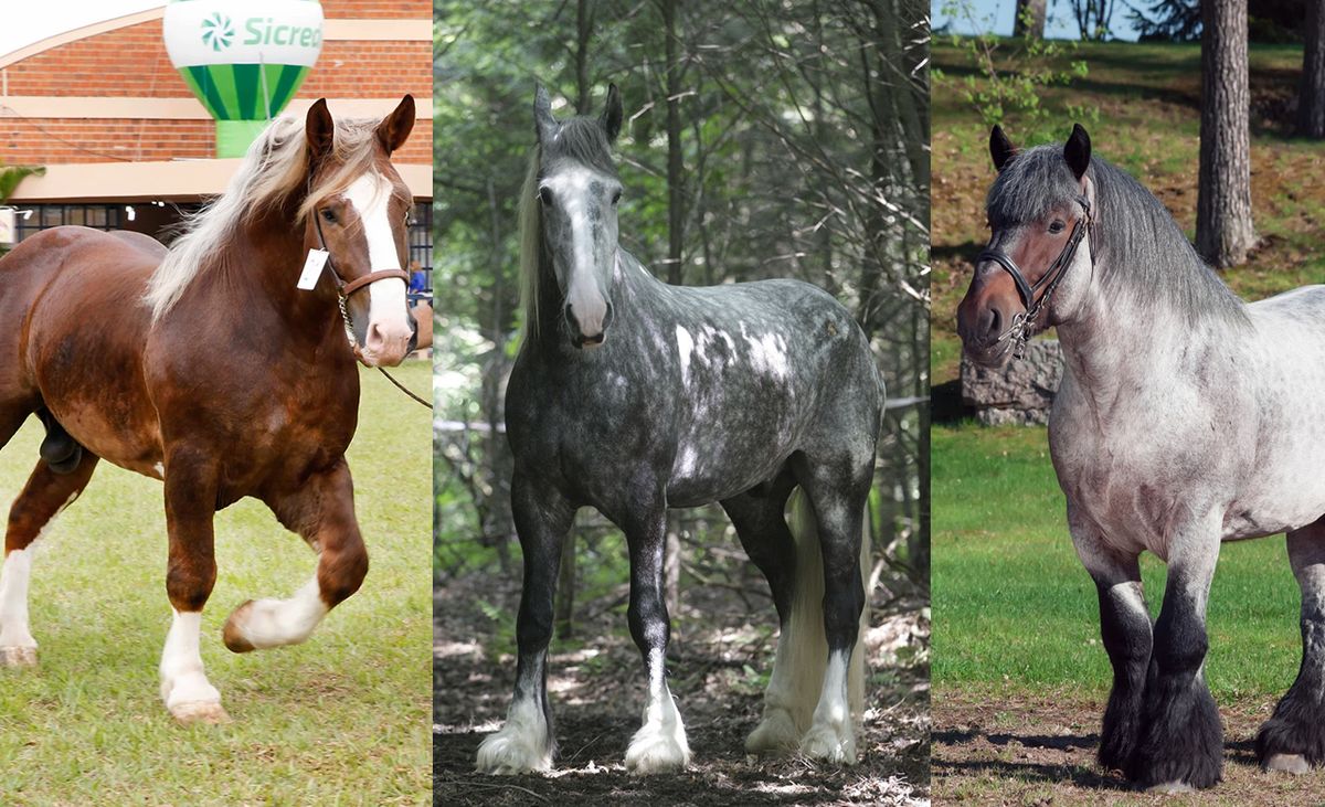 Conheça o trio de ferro, peso pesado do mundo dos cavalos