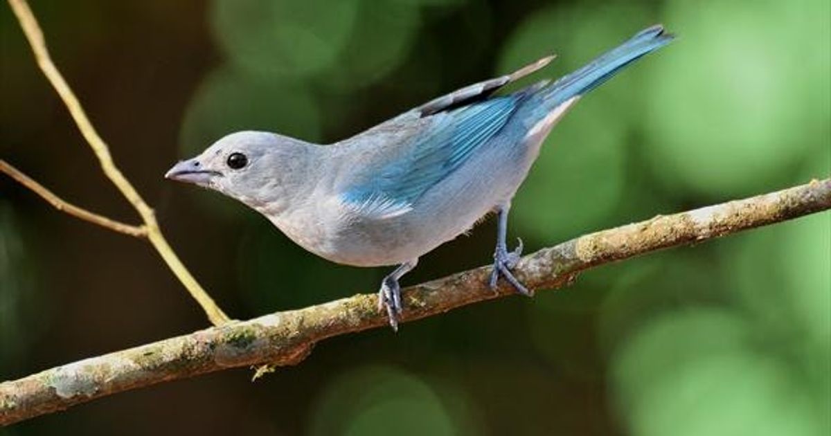 Aves mais comuns em centros urbanos